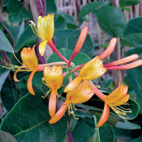 Lonicera - mandarin