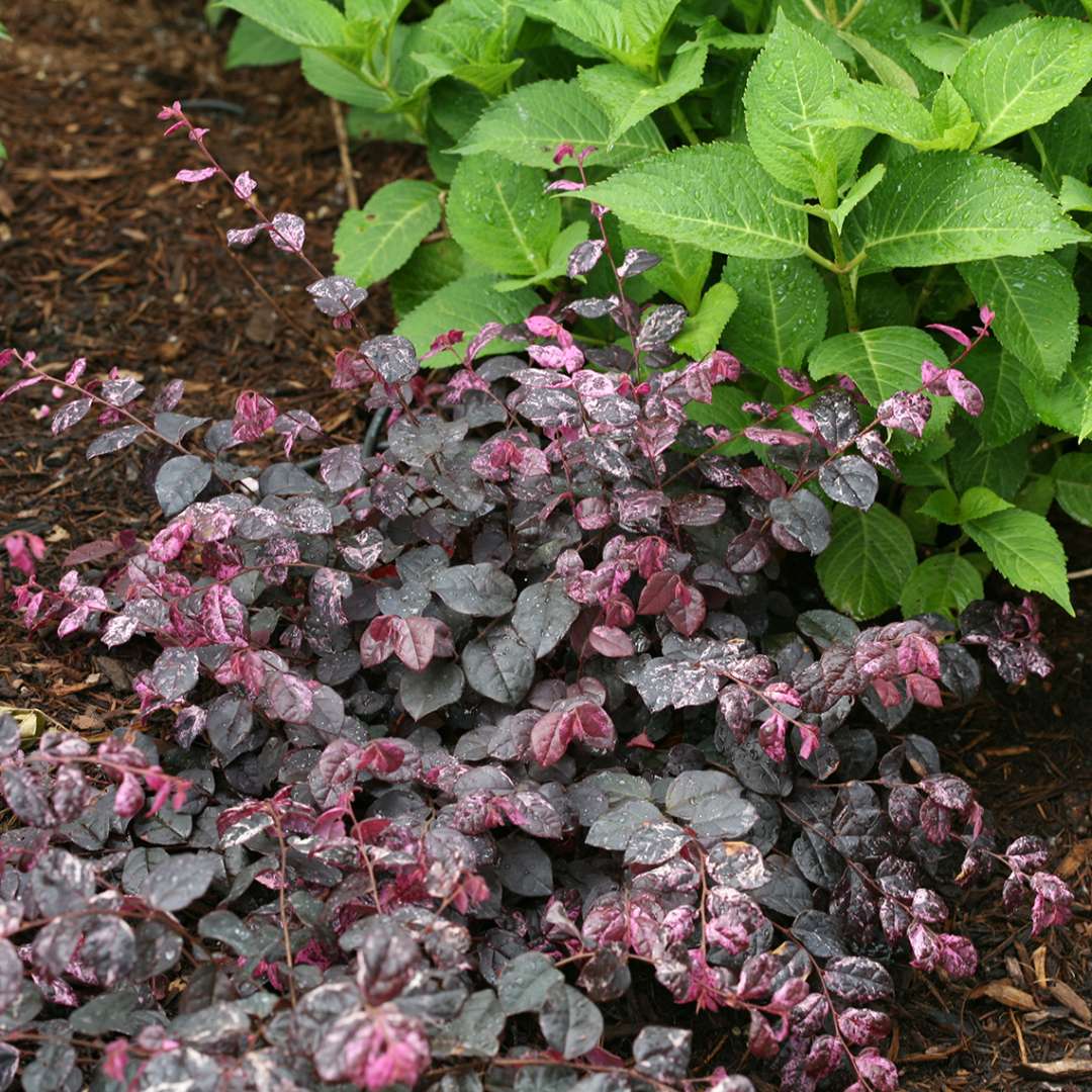 Chinese Fringe-flower - JAZZ HANDS VARIEGATED
