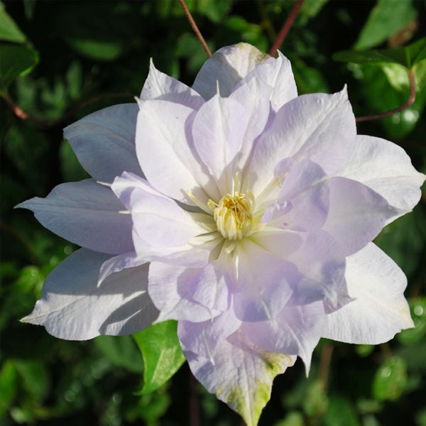 Clematis - Louise Rowe