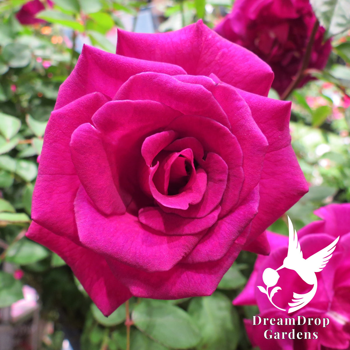 Rose - Purple Prince
