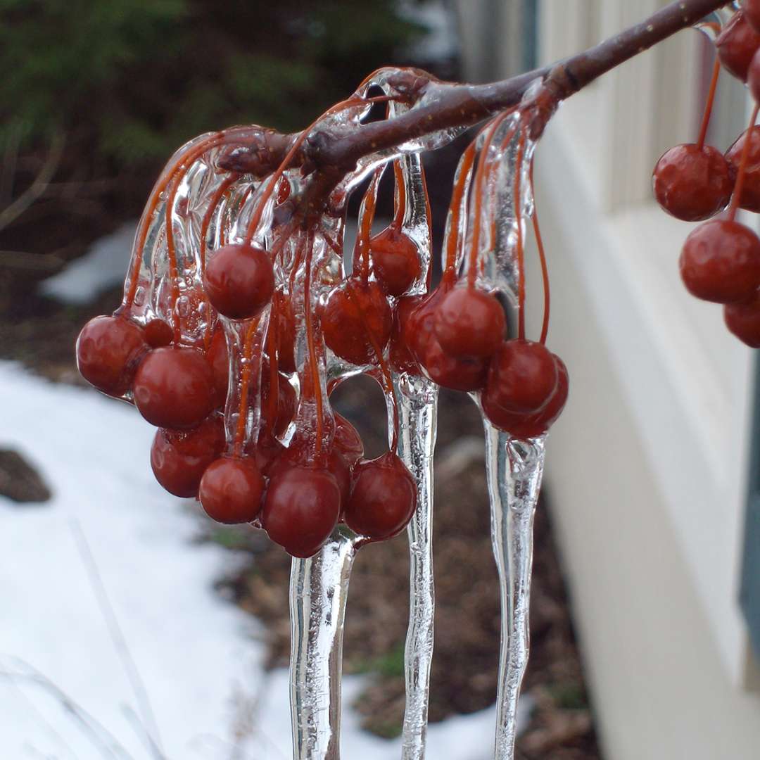 Crabapple - SWEET SUGAR TYME