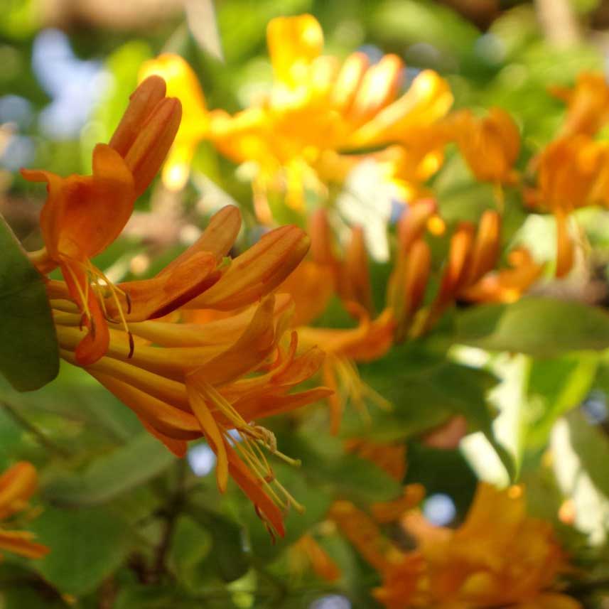 Honeysuckle - Mandarin