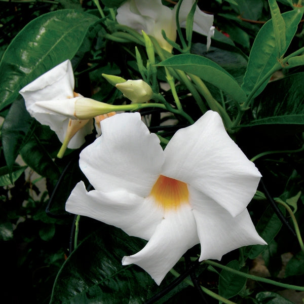 Mandevilla - suaveolens