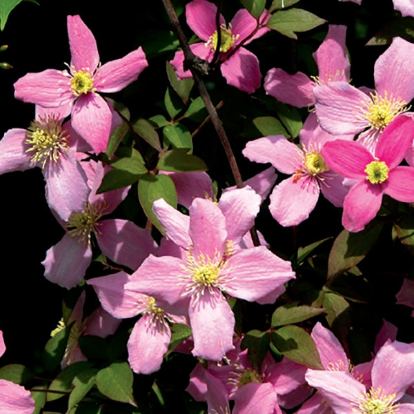 Clematis - montana Freda
