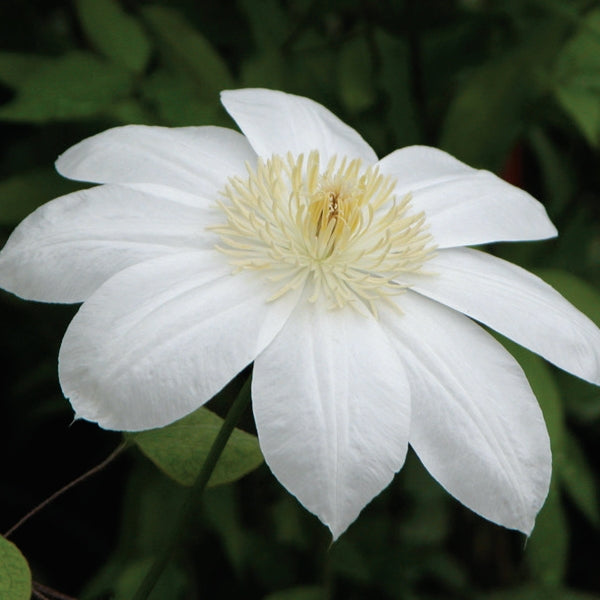 Clematis - Moonlight
