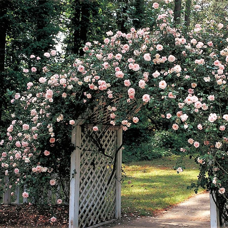 Rose - Climbing - New Dawn