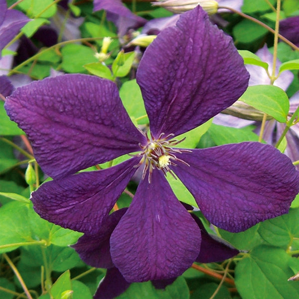 Clematis - Negritjanka