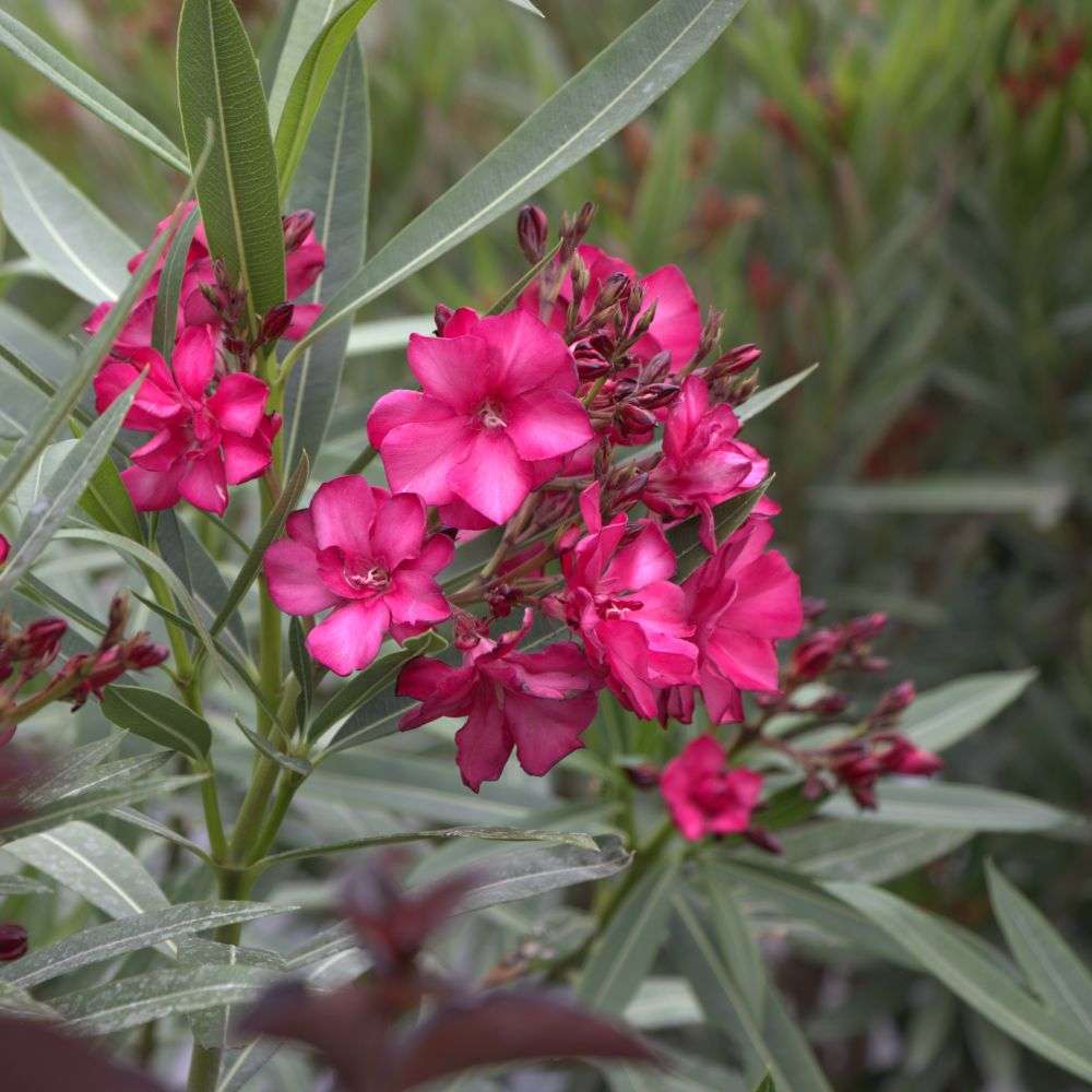 Oleander - ¡OLÉ! BICOLOR RED