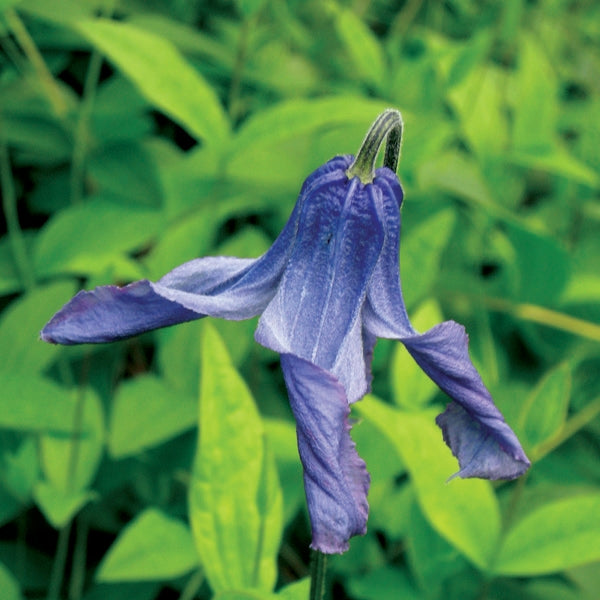 Clematis - integrifolia Olgae