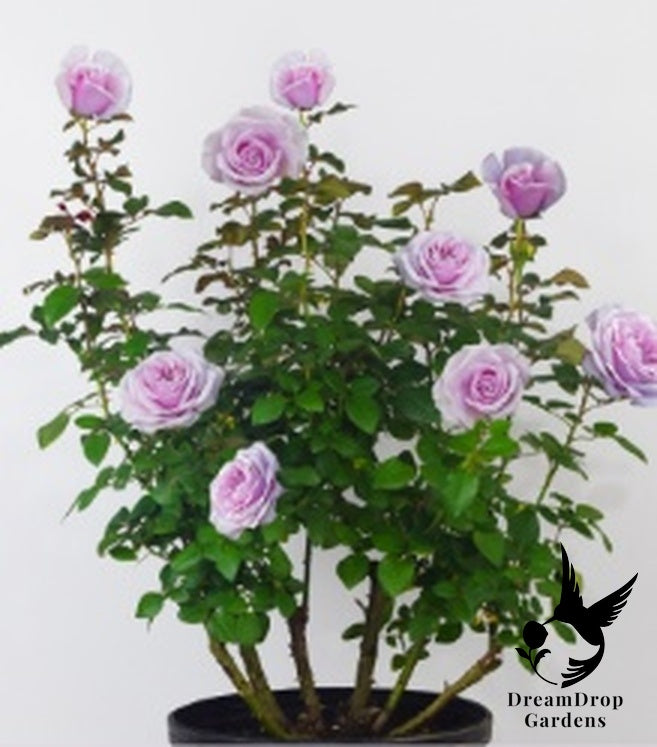 Rose - Pacific Blue — DreamDrop Gardens photo 3