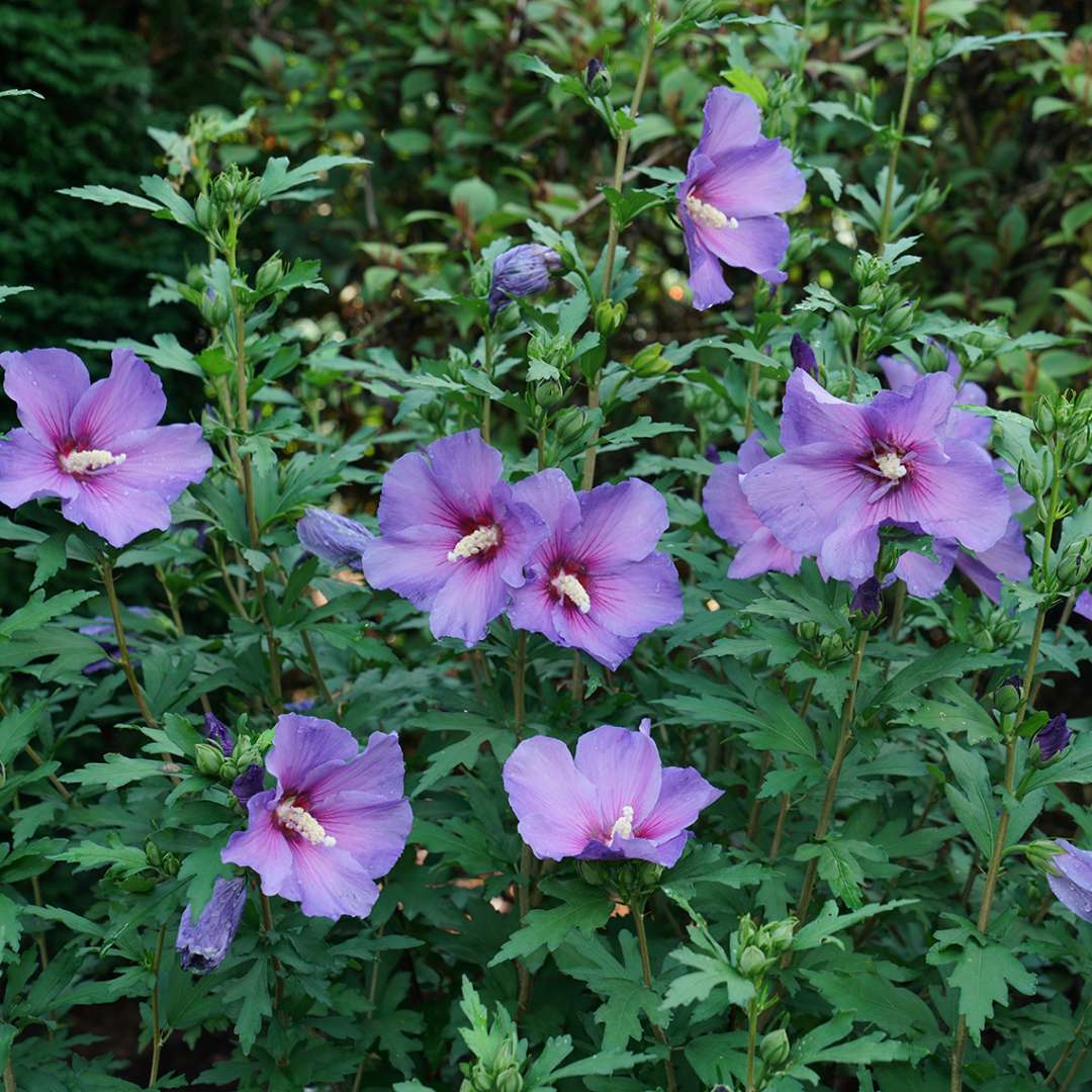 Rose of Sharon - PARAPLU VIOLET