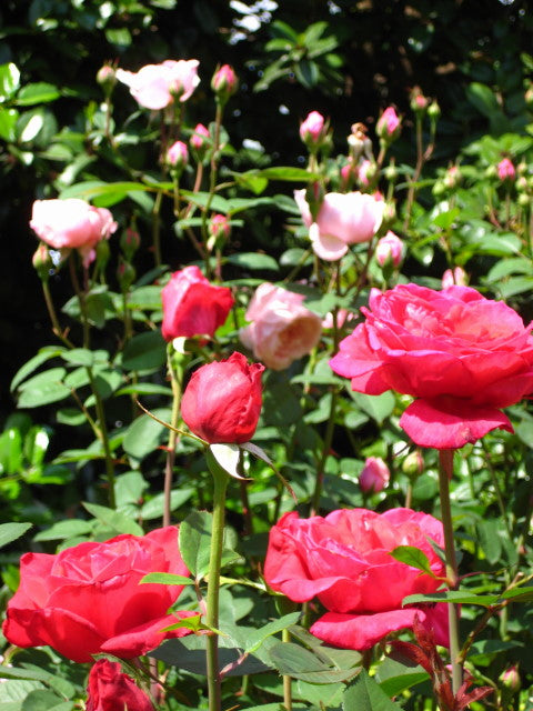 Rose - Hybrid Tea- Proud Land