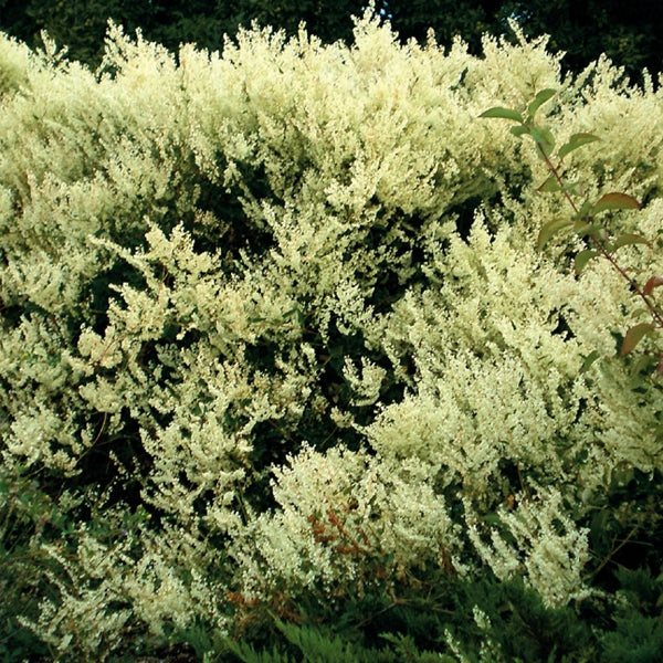 Polygonum - aubertii