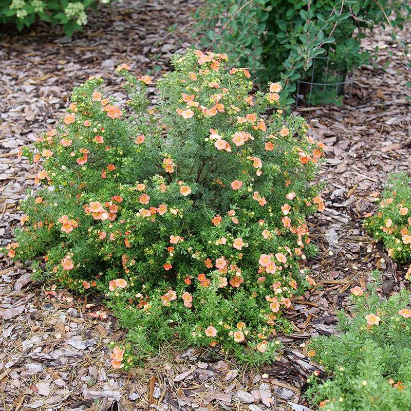 Potentilla - HAPPY FACE Orange