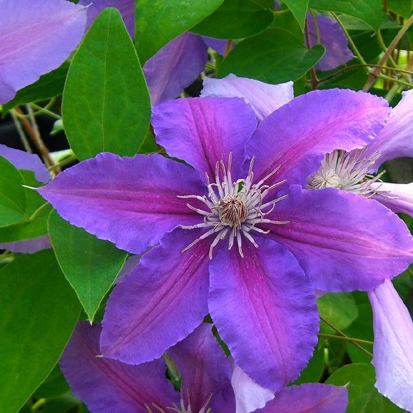 Clematis - Prince Phillip