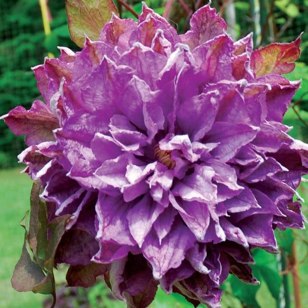 Clematis - Proteus