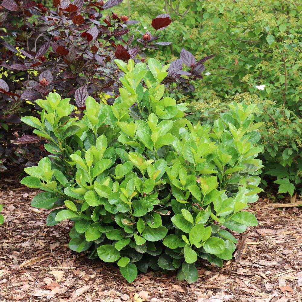 Cherry Laurel - JADE TURTLE