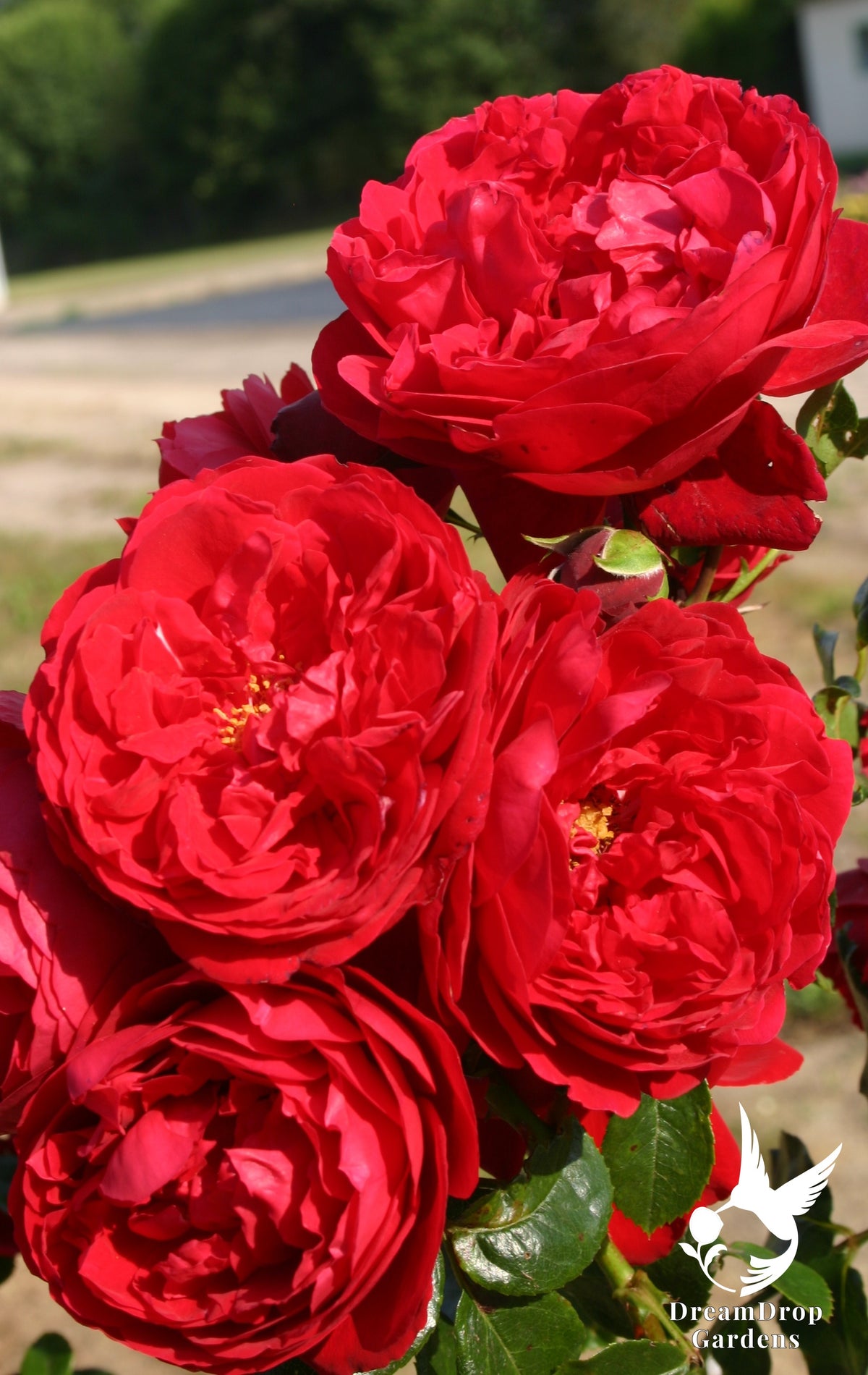 Rose - Cl. Florentina