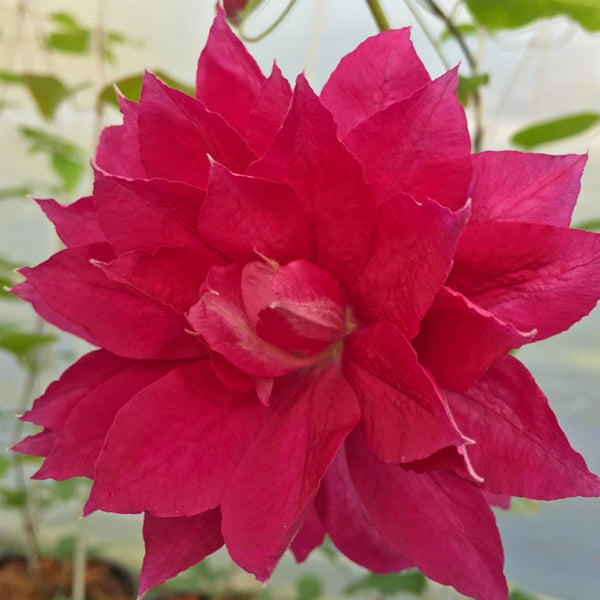 Clematis - Red Star