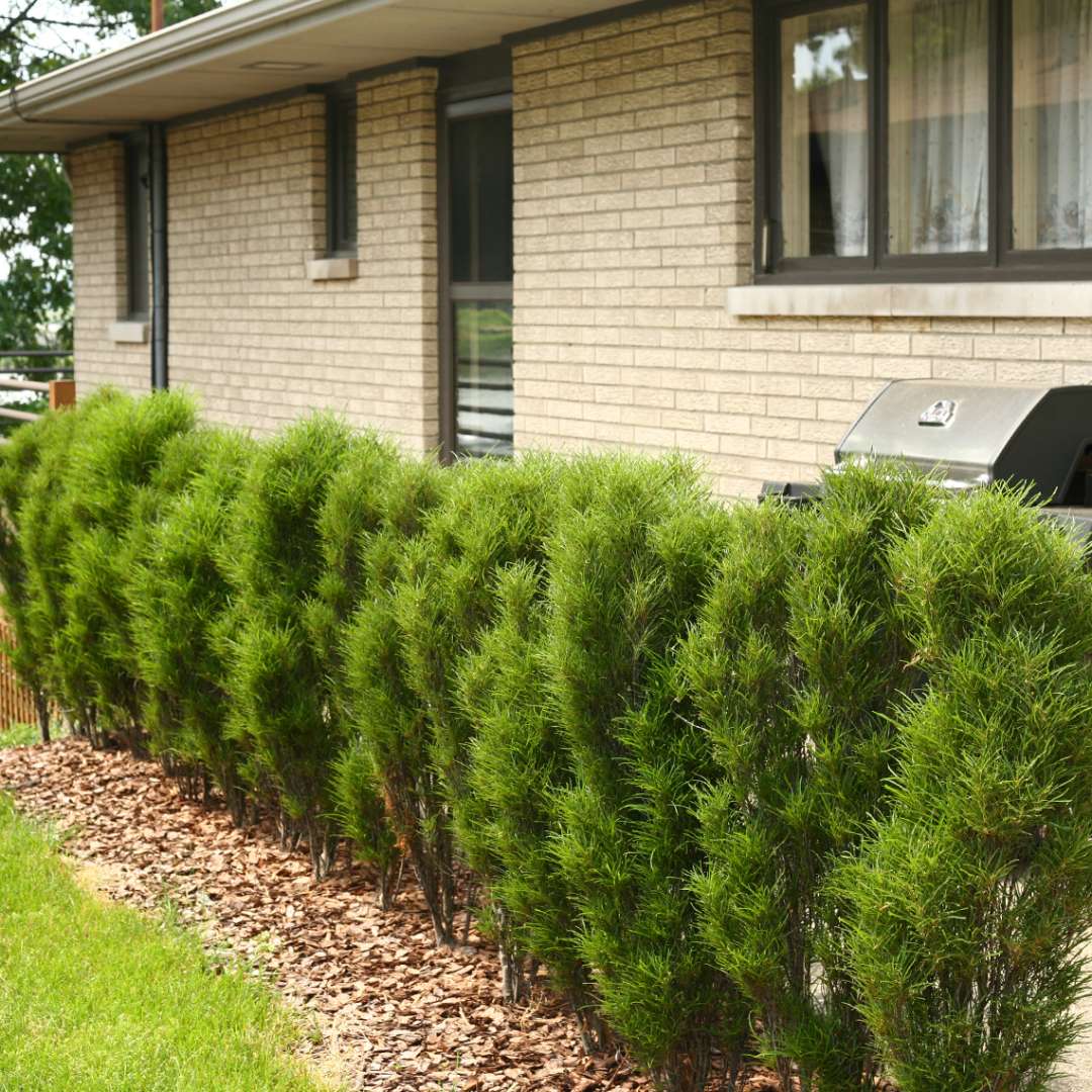 Buckthorn - Fern-leaf - FINE LINE