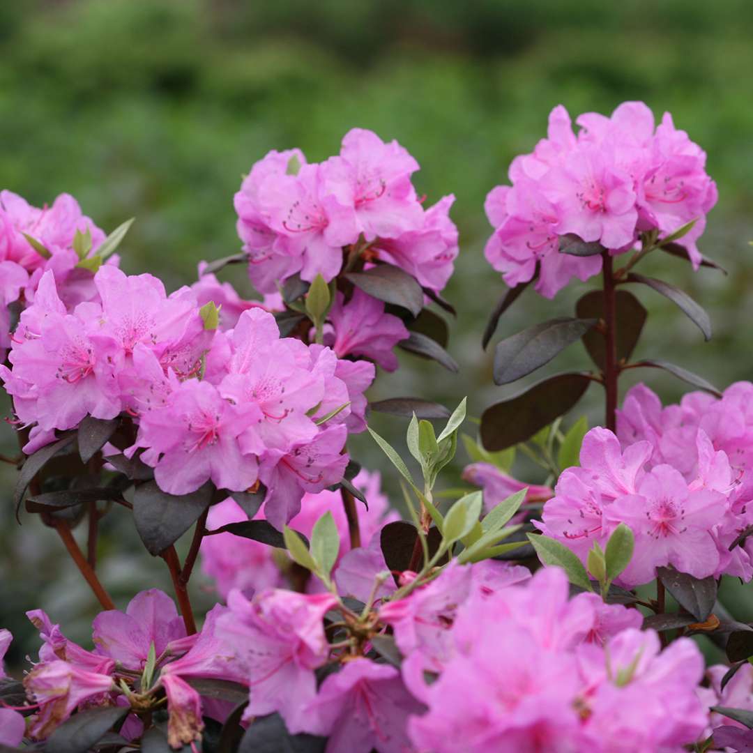 Rhododendron 'NCRX2'