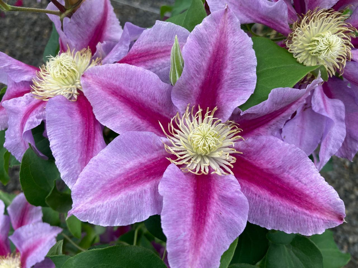 Clematis - Queens Nurse
