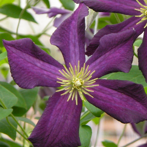 Clematis - Romantika