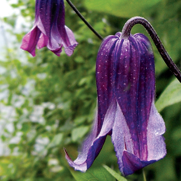 Clematis - integrifolia Rooguchi