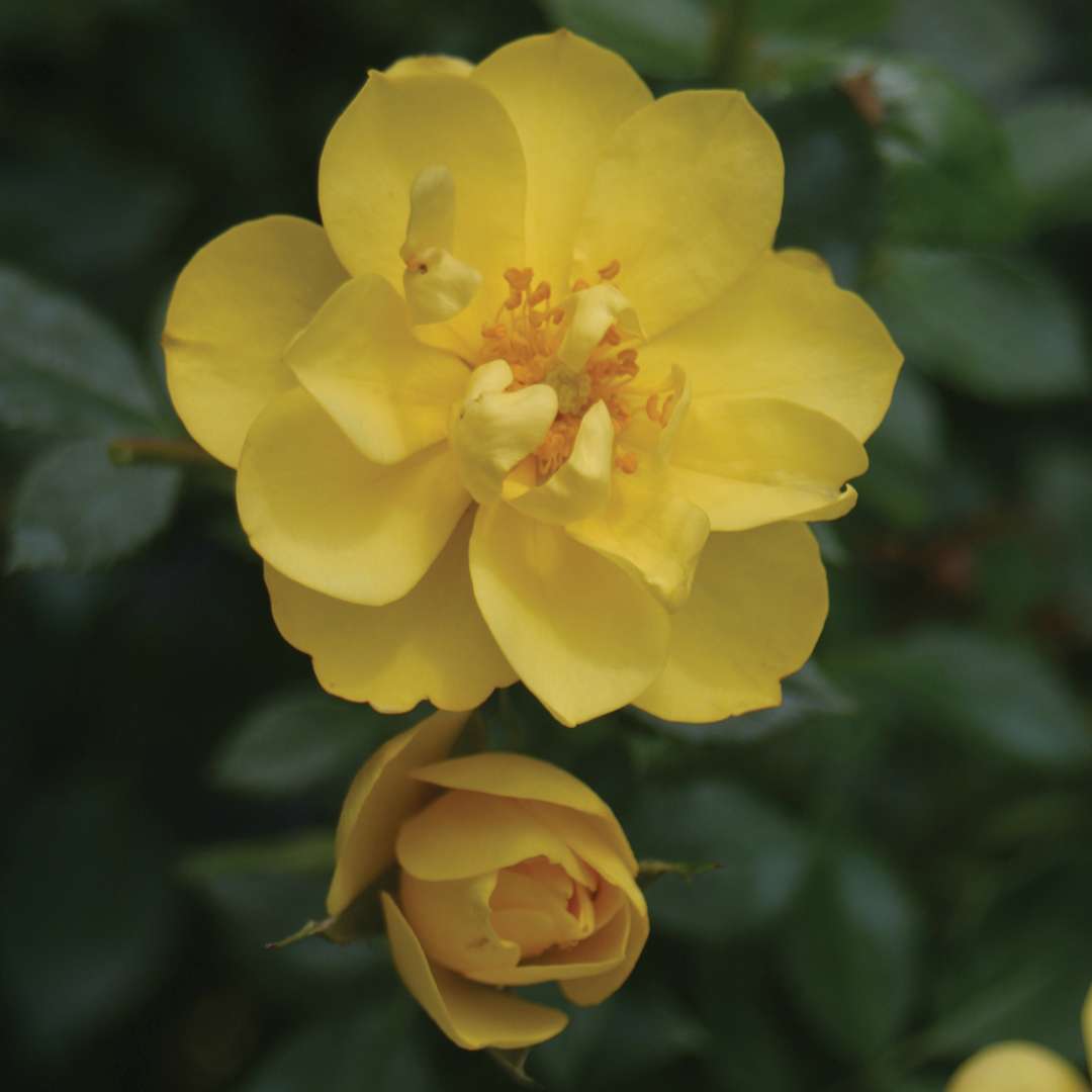 Rose - OSO EASY LEMON ZEST