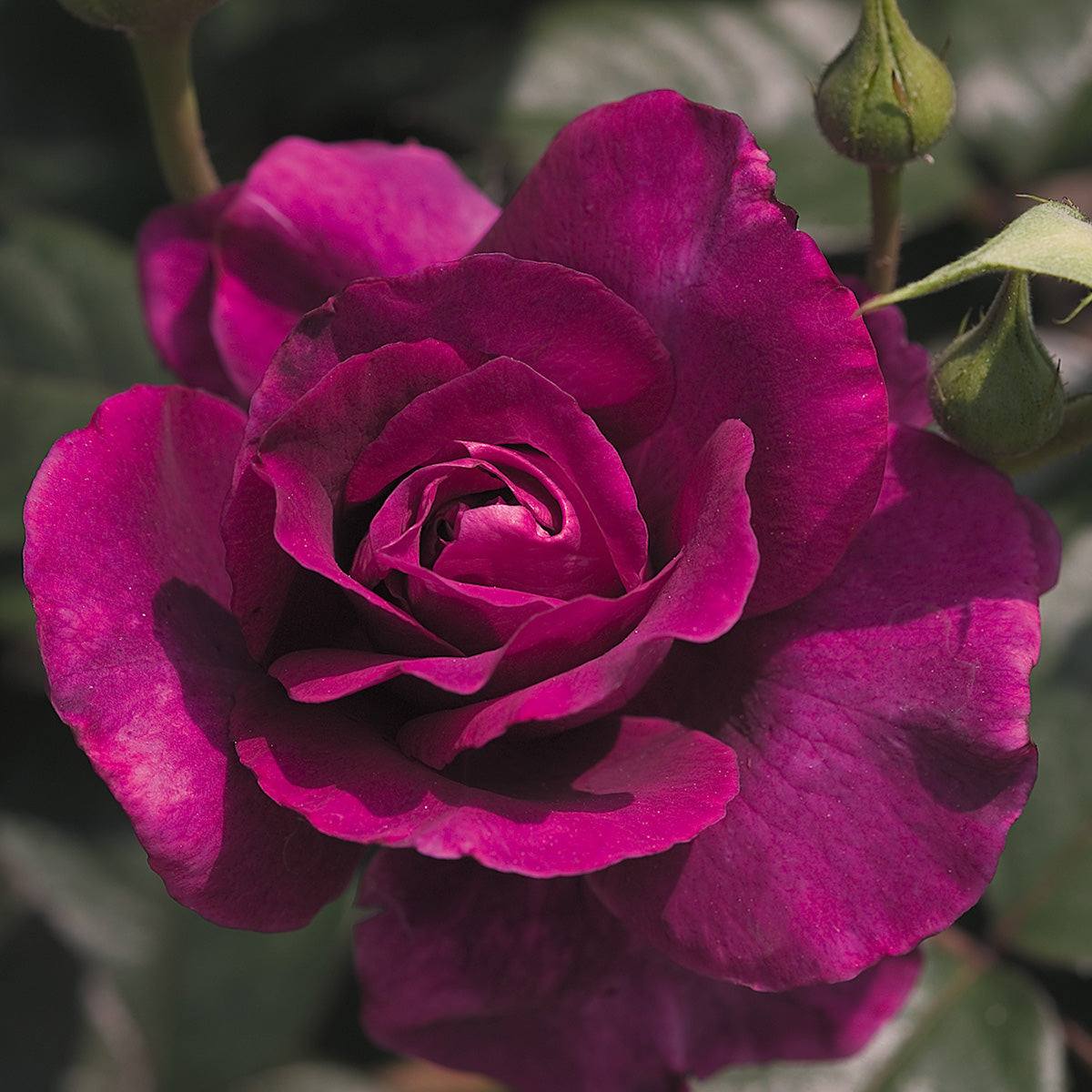 Rose Patio Tree - Intrigue