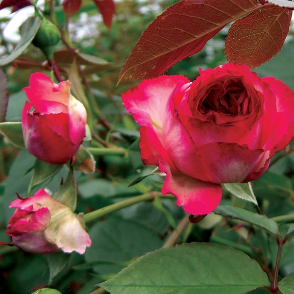 Rosa - Antique 89