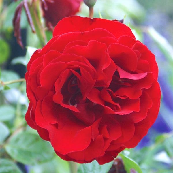 Rose - Dublin Bay