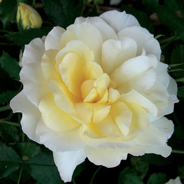 Rosa - Leverkusen