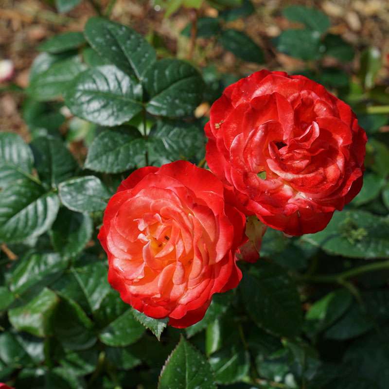 Landscape Rose - OSO EASY EN FUEGO