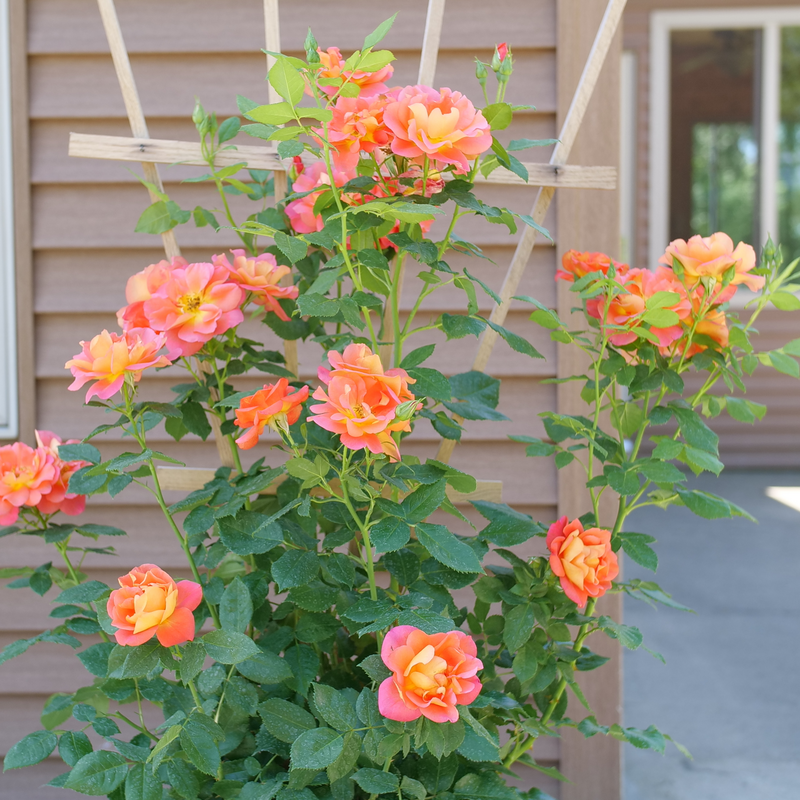 Climbing Rose - RISE UP EMBERAYS