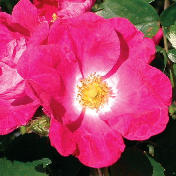 Rosa - William Booth
