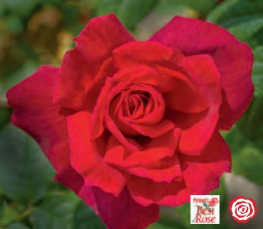 Rose - Chrysler Imperial
