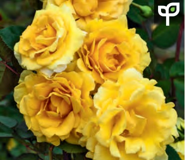 Rose - Cl. Good Day Sunshine