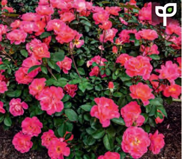 Rose - Coral Miracle