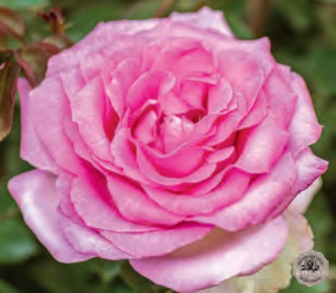 Rose - Eleganza Beverly