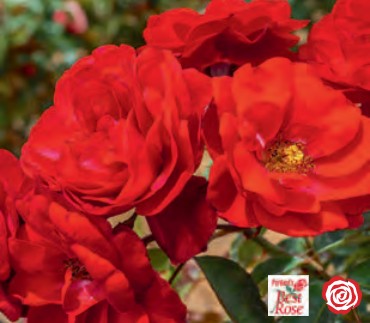 Rose - Europeana