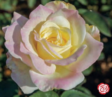 Rose - Garden Party