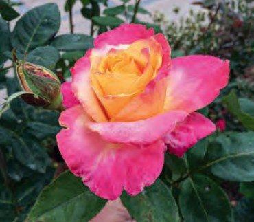 Rose - Heart O' Gold