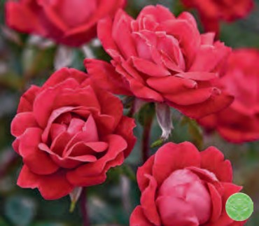 Rose - Look-A-Likes Phloxy Baby