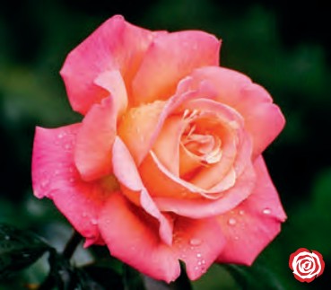 Rose - Love & Peace