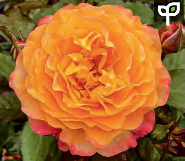 Rose - Maui Sunrise
