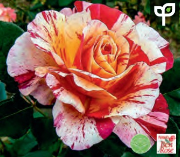 Rose - Maurice Utrillo