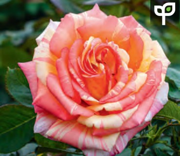 Rose - Peach Swirl