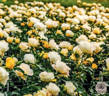 Rose - Popcorn Drift