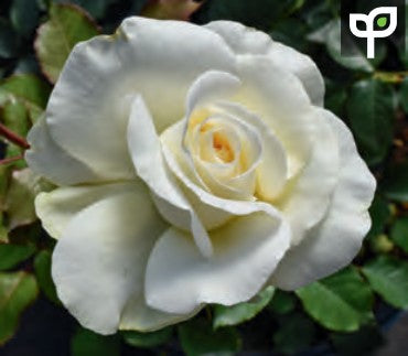 Rose - Shirley's Bouquet